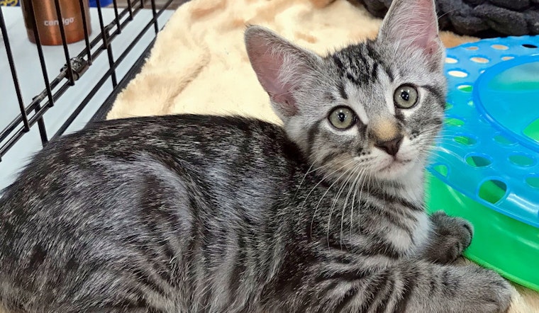 Kittens in Austin looking for their fur-ever homes