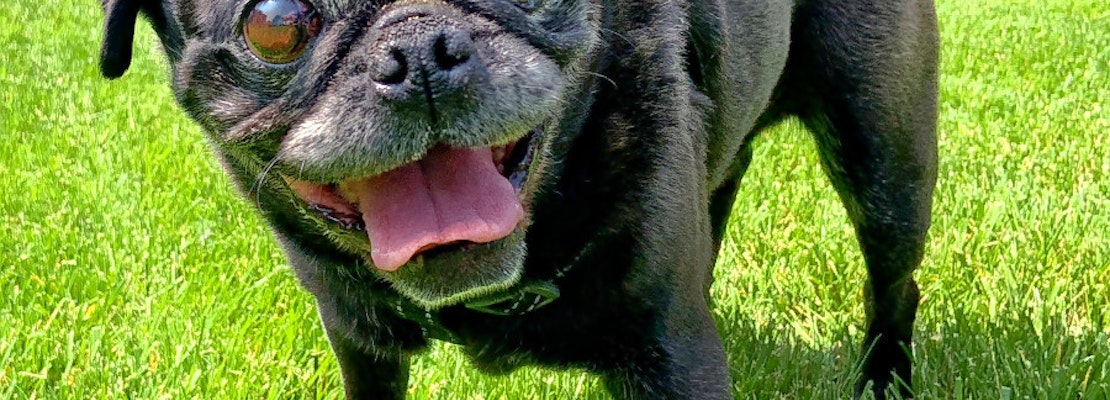 Dogs in Omaha looking for their fur-ever homes