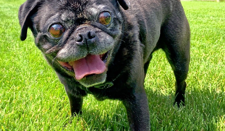 Dogs in Omaha looking for their fur-ever homes