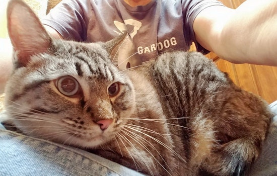 Cats in Oklahoma City looking for their fur-ever homes