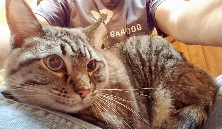 Cats in Oklahoma City looking for their fur-ever homes