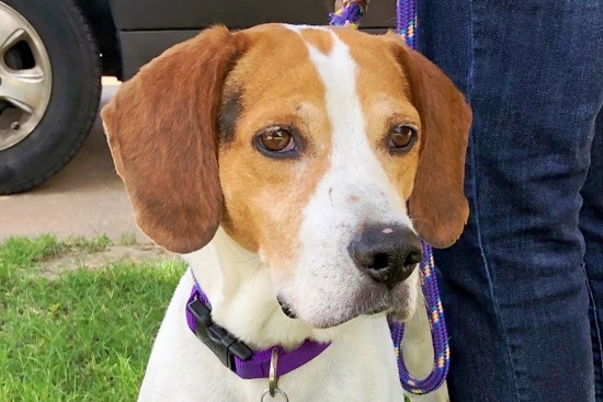 Dogs in Tulsa looking for their fur-ever homes
