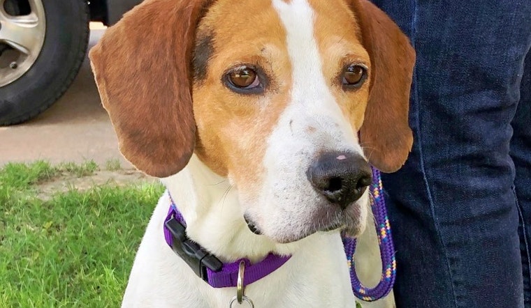 Dogs in Tulsa looking for their fur-ever homes