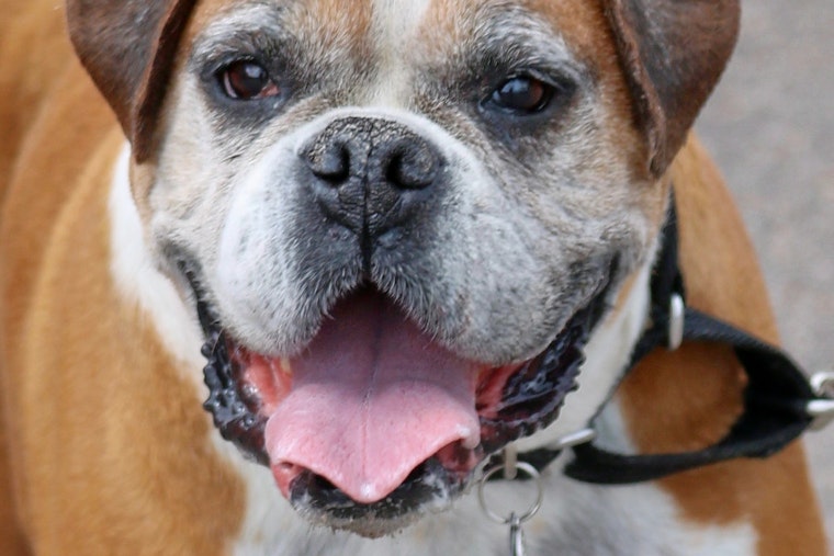 Dogs in Denver looking for their fur-ever homes