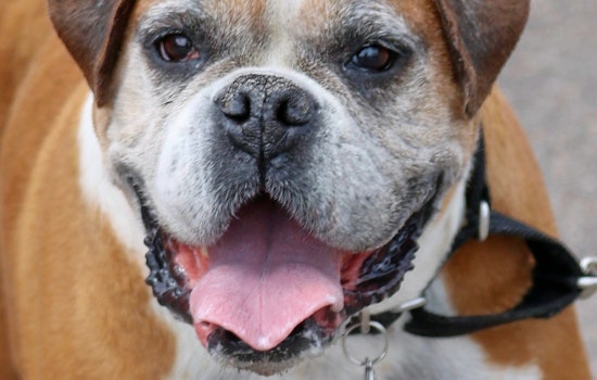 Dogs in Denver looking for their fur-ever homes