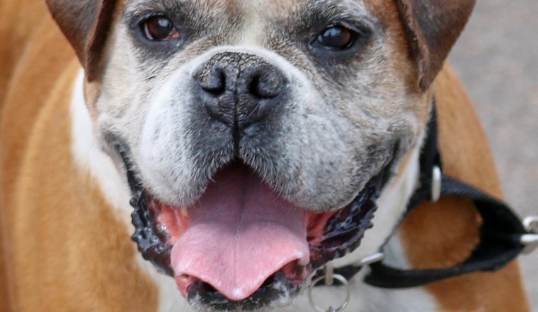 Dogs in Denver looking for their fur-ever homes