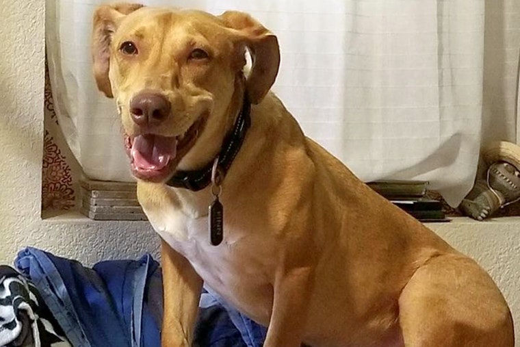 Dogs in Aurora looking for their fur-ever homes
