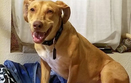 Dogs in Aurora looking for their fur-ever homes