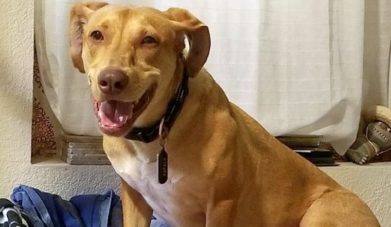 Dogs in Aurora looking for their fur-ever homes