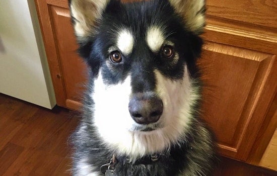Dogs in Colorado Springs looking for their fur-ever homes