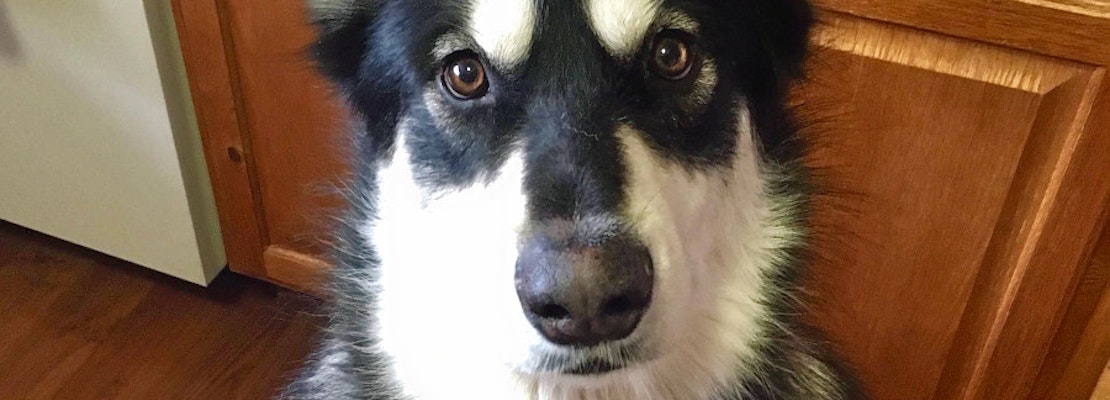 Dogs in Colorado Springs looking for their fur-ever homes