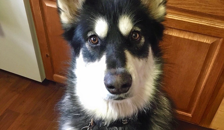 Dogs in Colorado Springs looking for their fur-ever homes