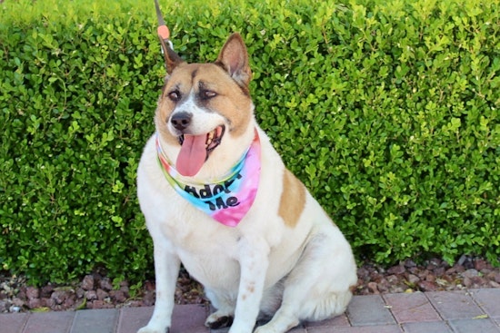 Dogs in Las Vegas looking for their fur-ever homes