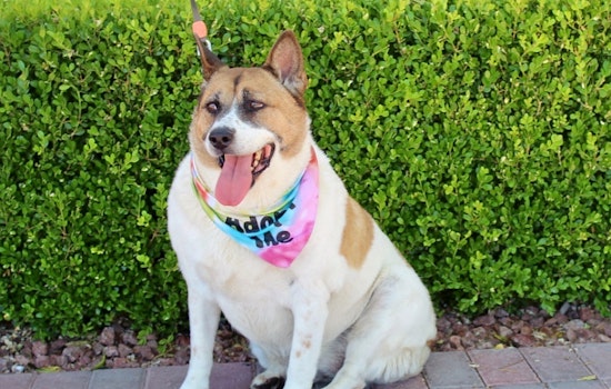 Dogs in Las Vegas looking for their fur-ever homes