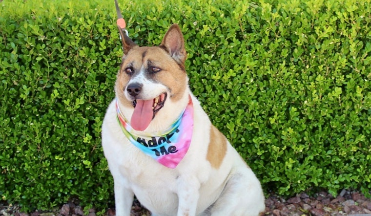Dogs in Las Vegas looking for their fur-ever homes