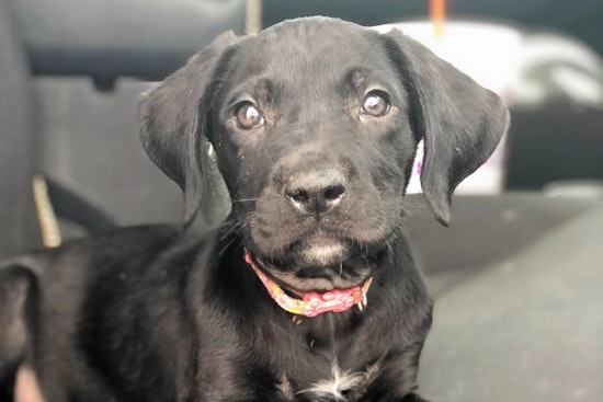 Puppies in Phoenix looking for their fur-ever homes