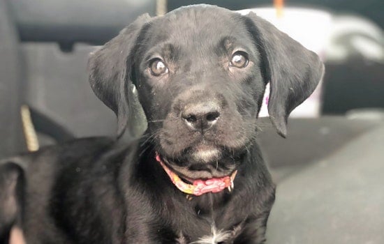Puppies in Phoenix looking for their fur-ever homes