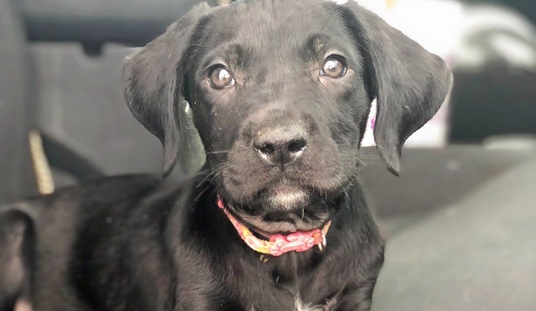 Puppies in Phoenix looking for their fur-ever homes