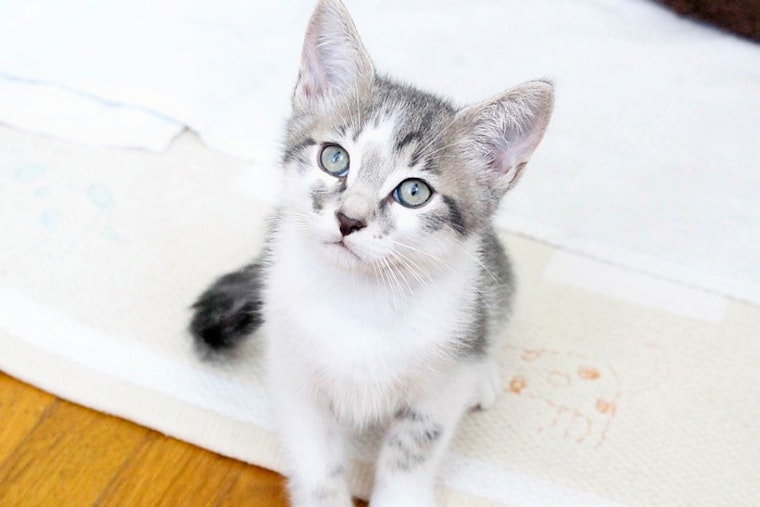 Kittens in Los Angeles looking for their fur-ever homes