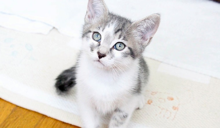 Kittens in Los Angeles looking for their fur-ever homes