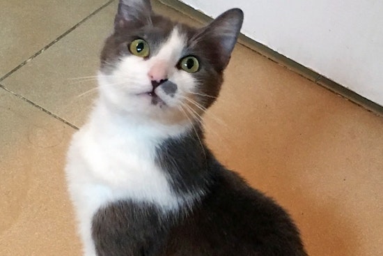 Cats in Anaheim looking for their fur-ever homes