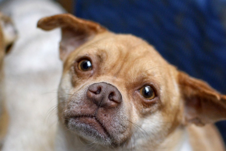 Dogs in Santa Ana looking for their fur-ever homes