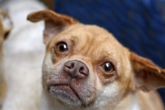 Dogs in Santa Ana looking for their fur-ever homes