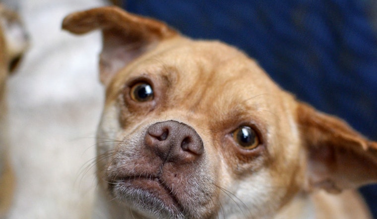 Dogs in Santa Ana looking for their fur-ever homes