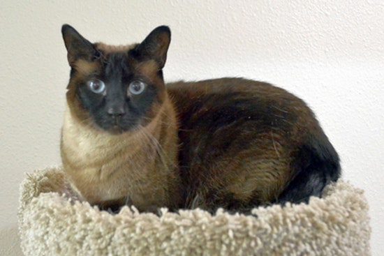 Cats in Portland looking for their fur-ever homes