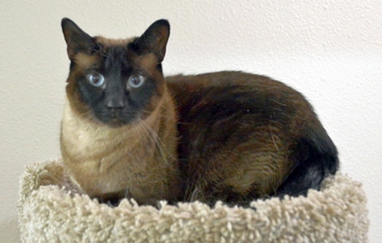 Cats in Portland looking for their fur-ever homes