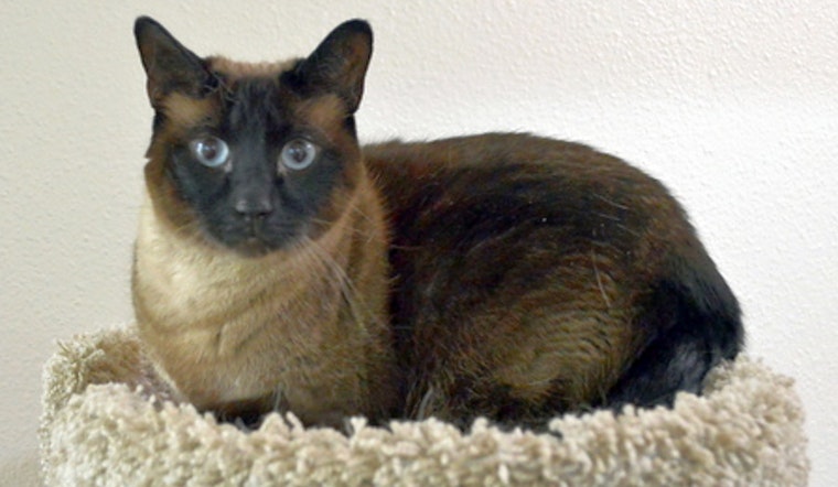 Cats in Portland looking for their fur-ever homes