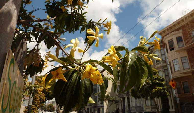 Lower Haight Dendrology