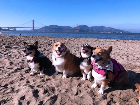 SF weekend: North Beach festival, Corgi Con at Ocean Beach, Stern Grove summer concerts, more