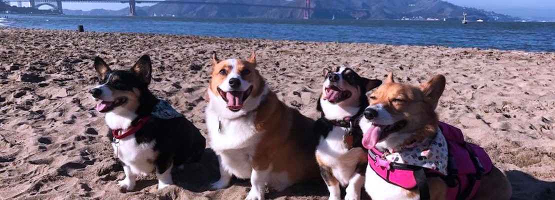SF weekend: North Beach festival, Corgi Con at Ocean Beach, Stern Grove summer concerts, more