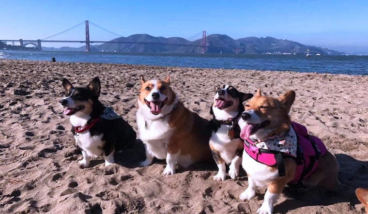 SF weekend: North Beach festival, Corgi Con at Ocean Beach, Stern Grove summer concerts, more