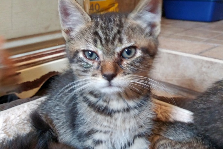 Kittens in Fort Worth looking for their fur-ever homes