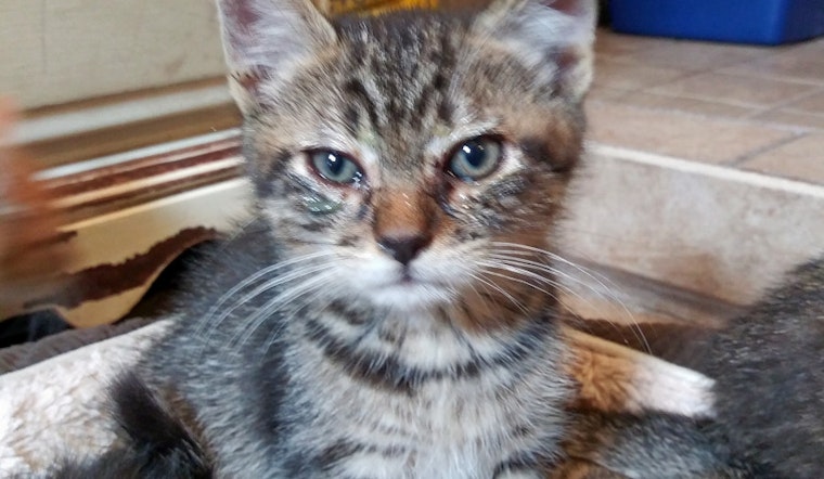 Kittens in Fort Worth looking for their fur-ever homes