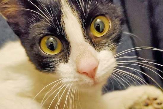 Kittens in Philadelphia looking for their fur-ever homes