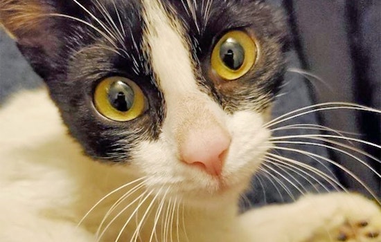 Kittens in Philadelphia looking for their fur-ever homes