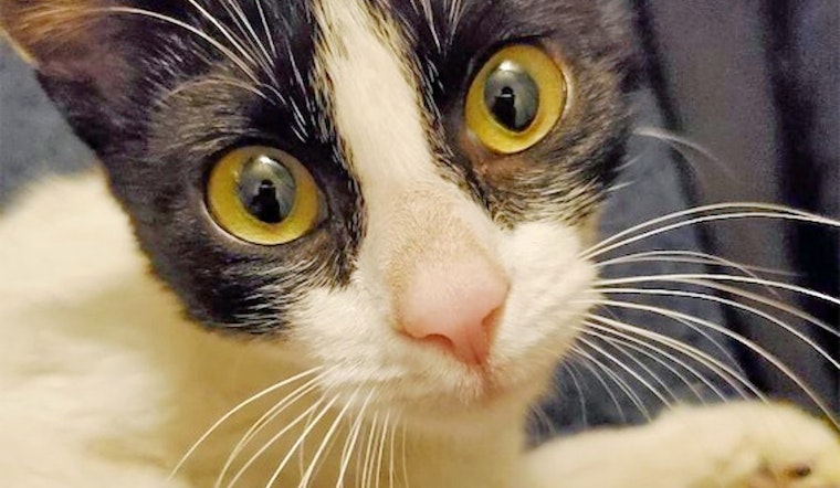 Kittens in Philadelphia looking for their fur-ever homes