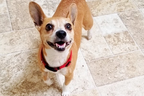 Dogs in Dallas looking for their fur-ever homes