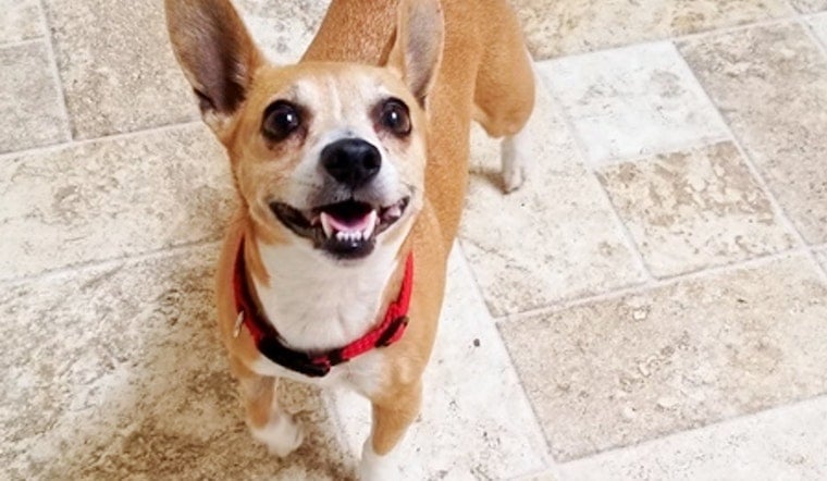 Dogs in Dallas looking for their fur-ever homes