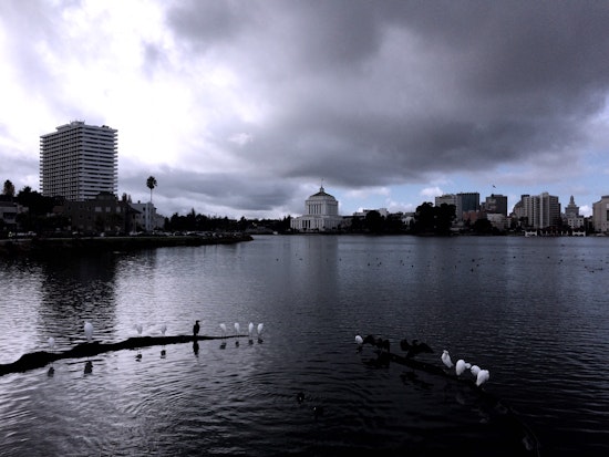 The Beautiful Birds of Lake Merritt
