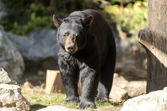 Top Philadelphia news: Black bear spotted on train tracks; police hunt for robbery suspect