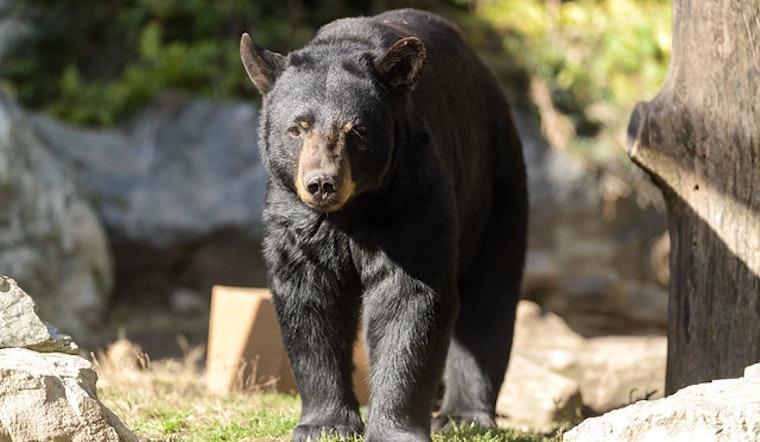 Top Philadelphia news: Black bear spotted on train tracks; police hunt for robbery suspect