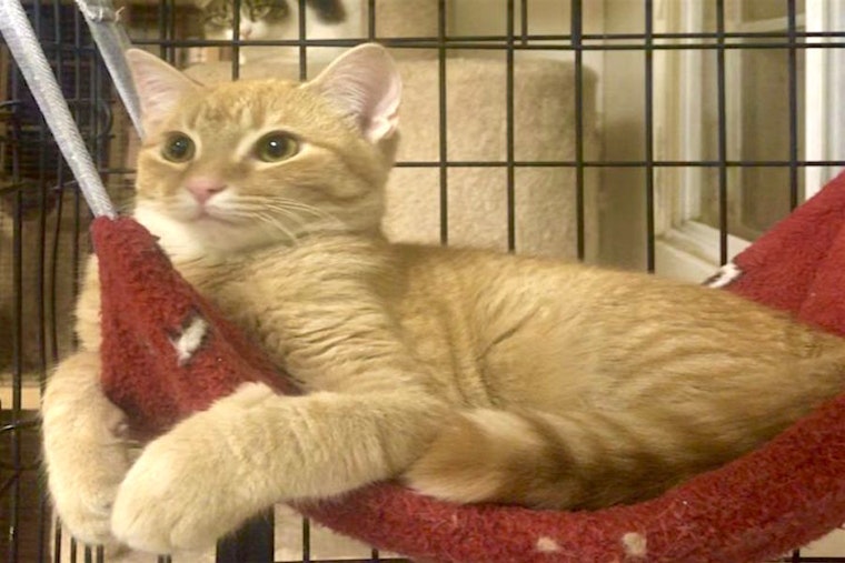 Kittens in Albuquerque looking for their fur-ever homes