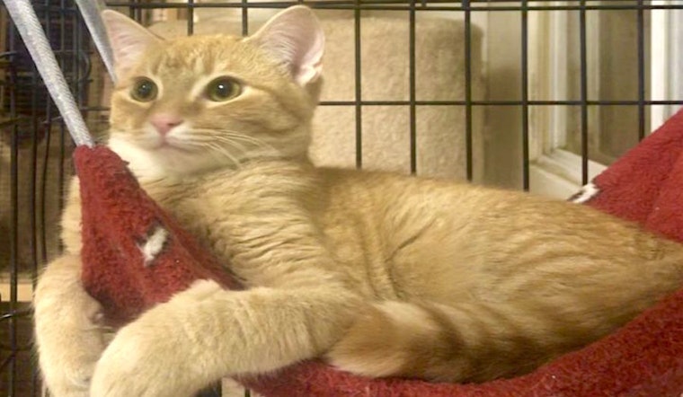 Kittens in Albuquerque looking for their fur-ever homes