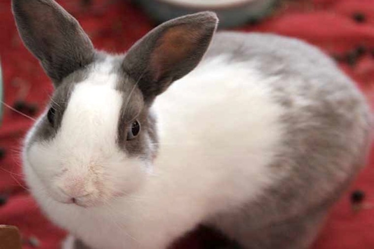 Rabbits in Irvine looking for their fur-ever homes
