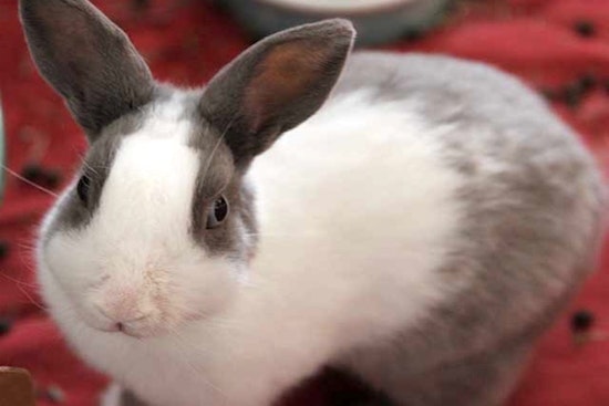 Rabbits in Irvine looking for their fur-ever homes