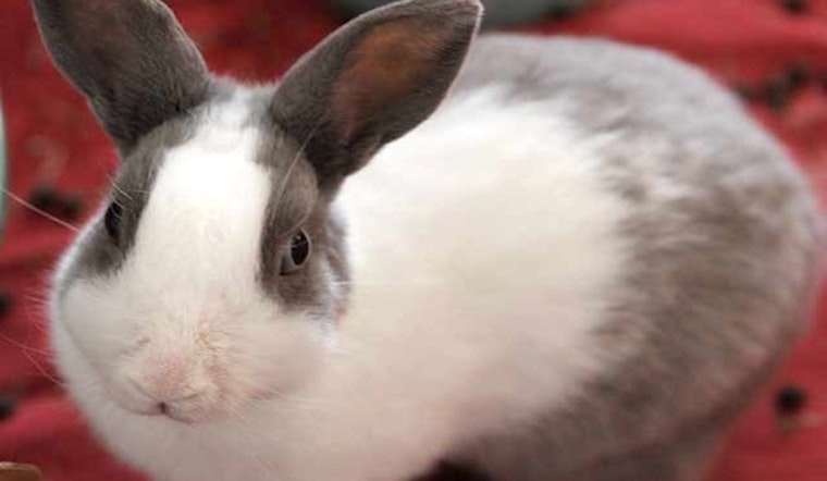 Rabbits in Irvine looking for their fur-ever homes